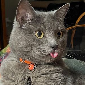 Meet your Posher, D'aun